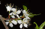 Hortulan plum